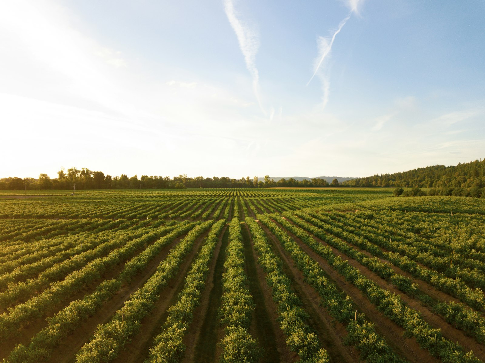 Vue aérienne de cultures agricoles en rangs