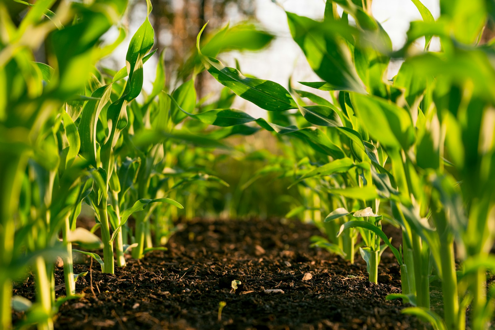Jeunes plants de maïs en pleine croissance
